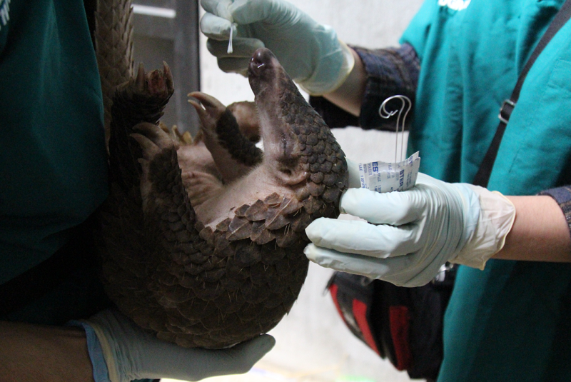 Future Pandemics Threat From Illegal Wildlife Trade