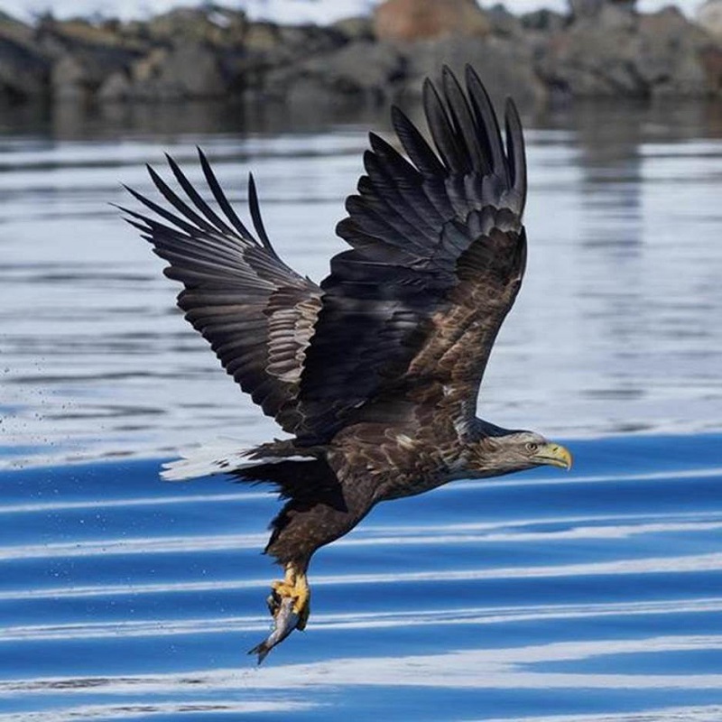 Sea Eagles