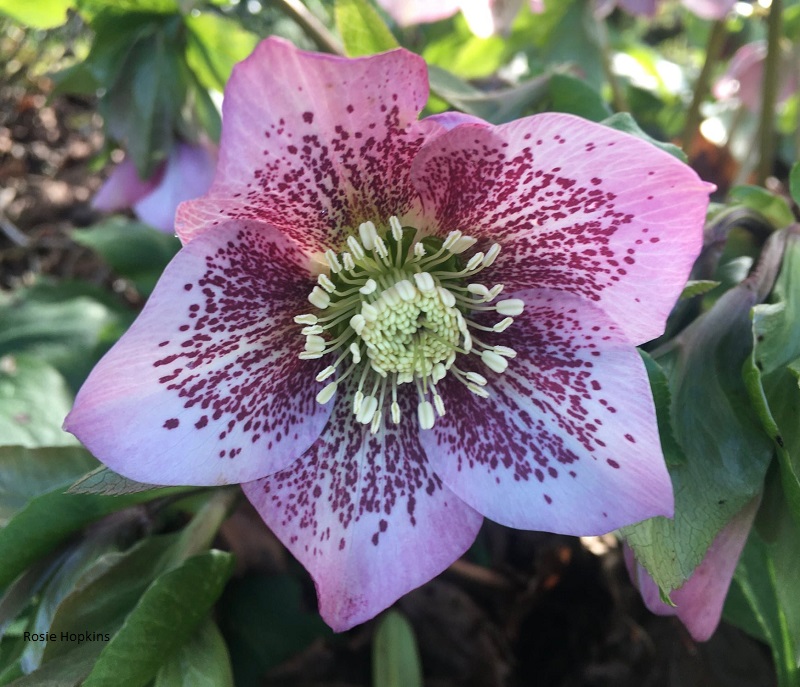 Celebrate Earth Hour