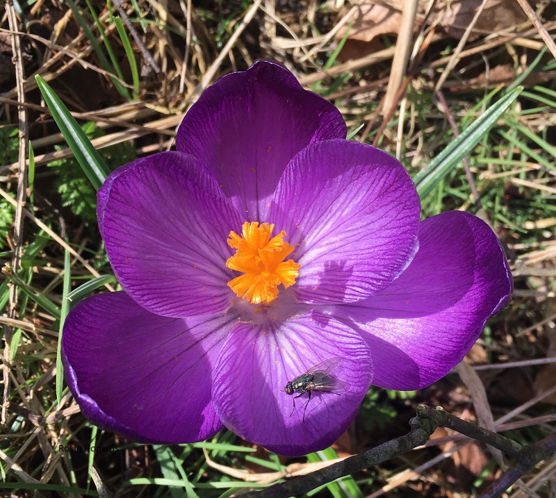 Dear March – Come In