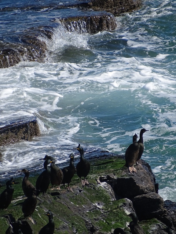 Honeysgeo – As Sweet As Its Name!