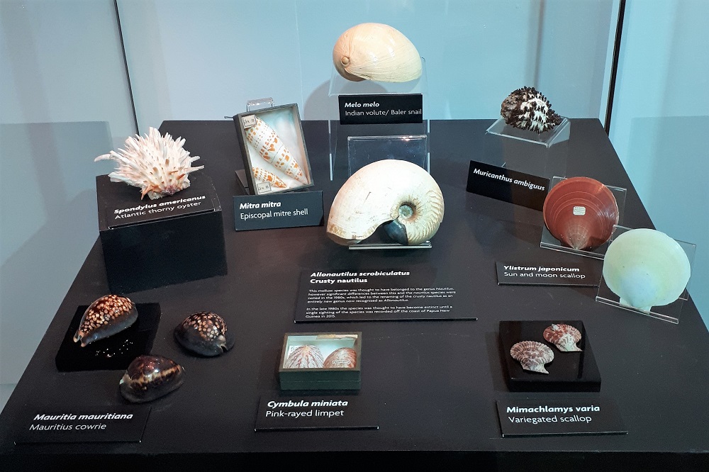 Wonderful Discoveries Made: Re-Housing Aberdeen University’s Mollusc Collection
