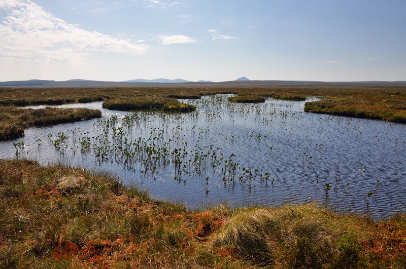 Banning The Sale Of Peat: Share Your Views