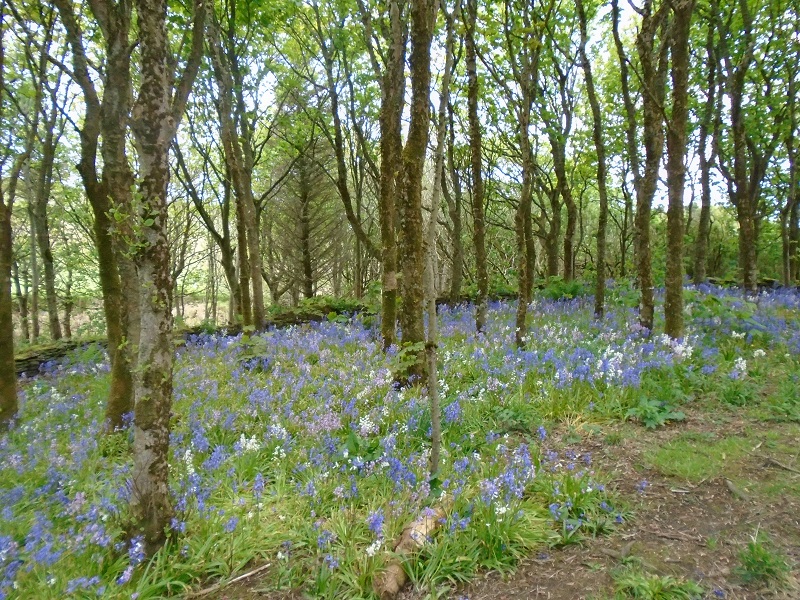 We Return To Happy Valley