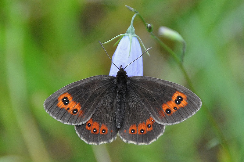 New Red List of Butterflies: Half of Britain’s remaining butterfly species are listed as threatened or Near Threatened