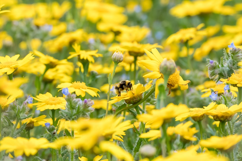 Protecting Bumblebees: The Importance of Citizen Science