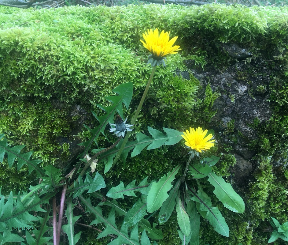 a dandelion growing out of a moss covered bank