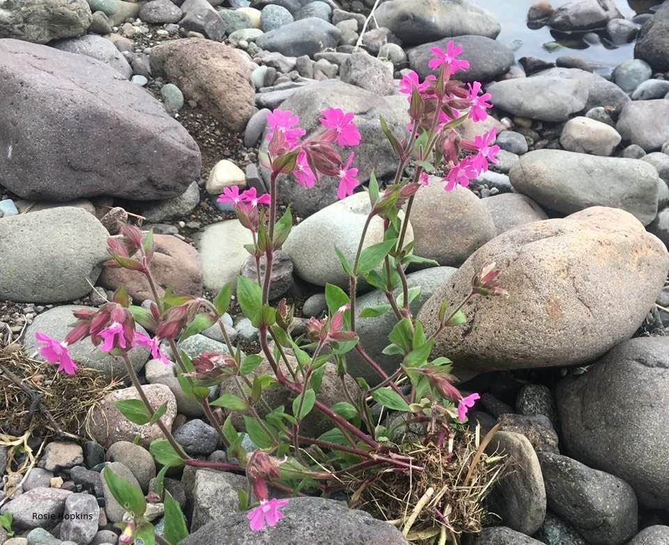 ‘The Slow Circles of Nature’