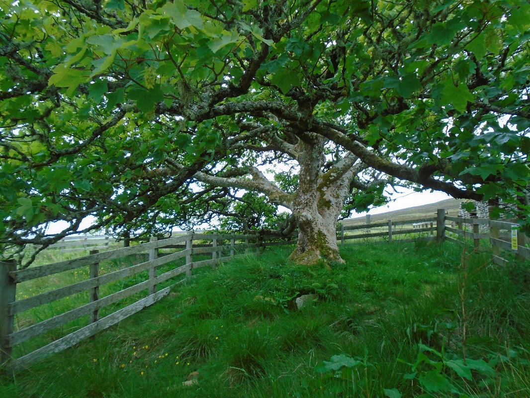 The Sycamore At Cottascarth
