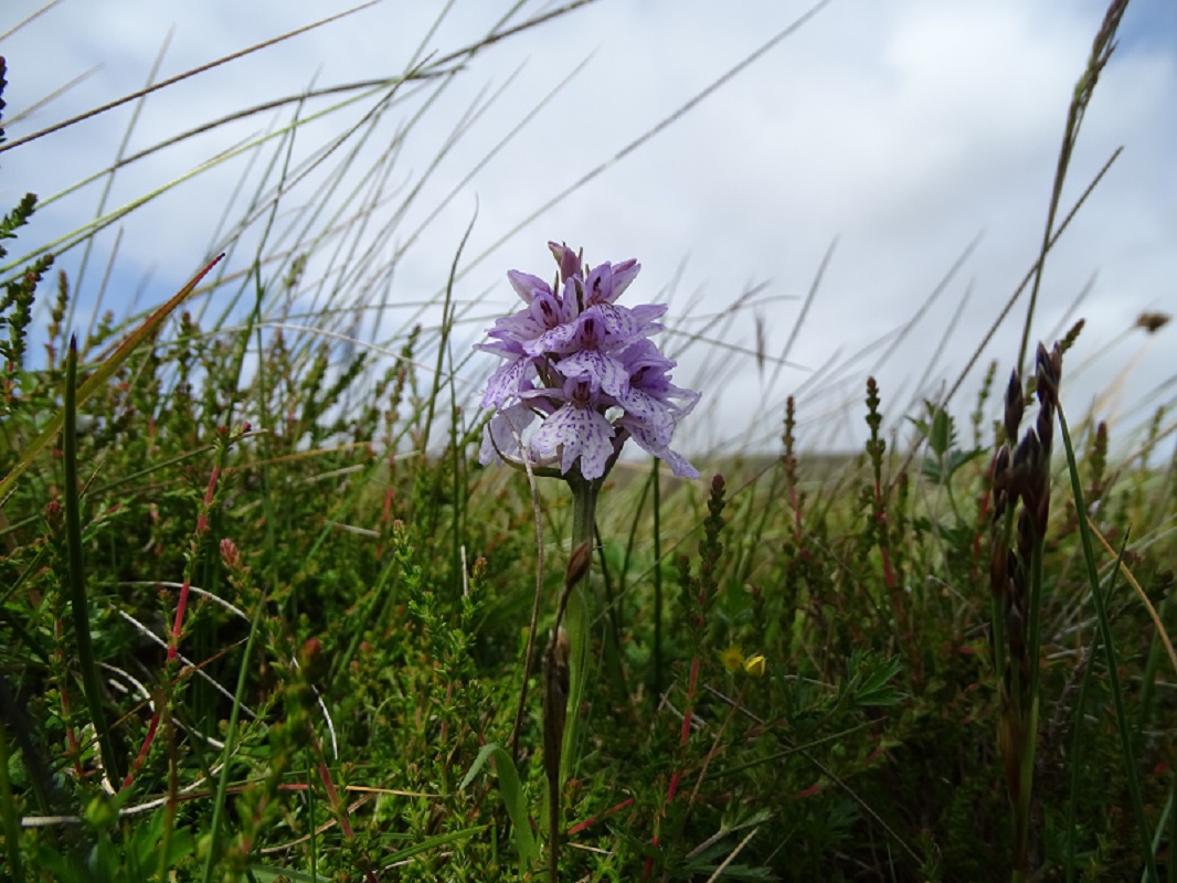 Orchids At Cottascarth