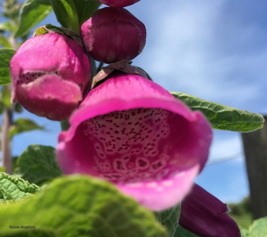 Beautiful But Deadly: The Foxglove