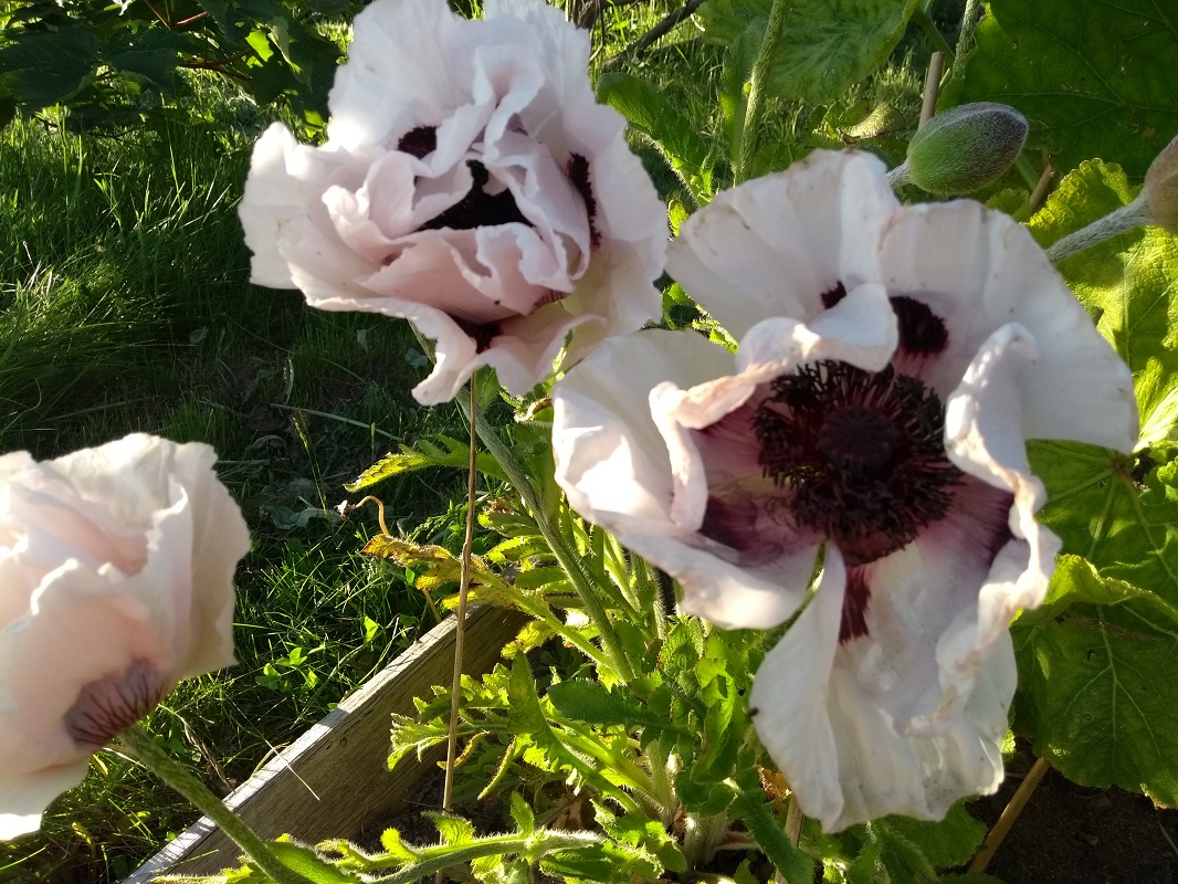 a big pale pink poppy in the garden