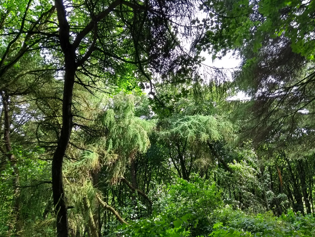 Binscarth Woods in July