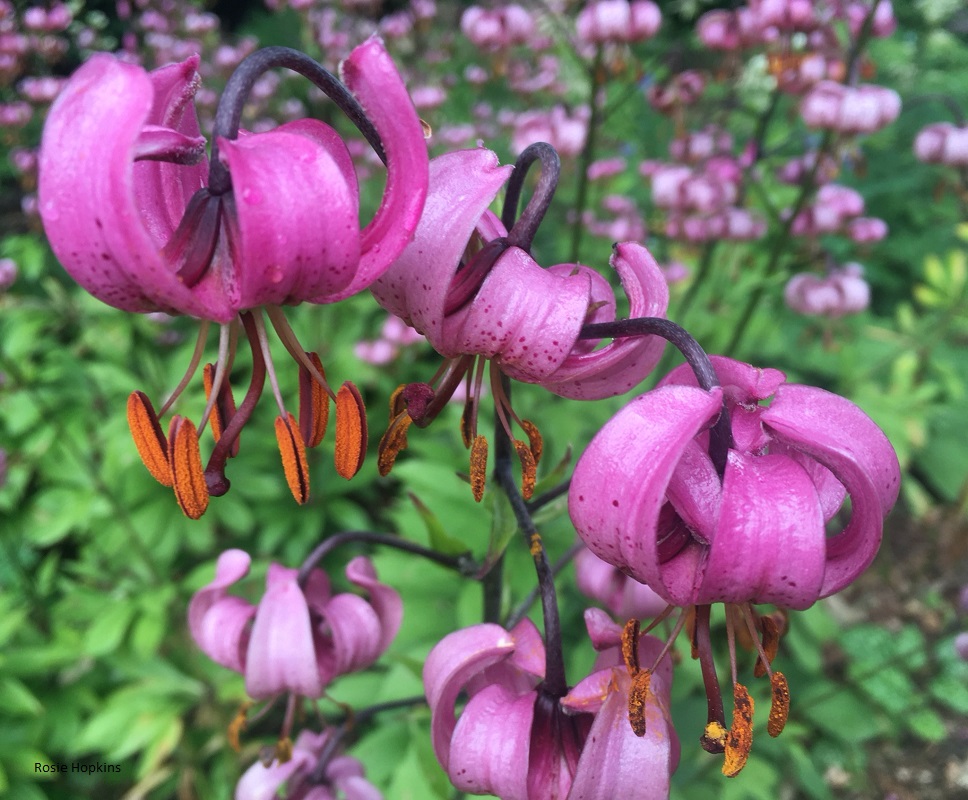 fuchsia flowers in full bloom
