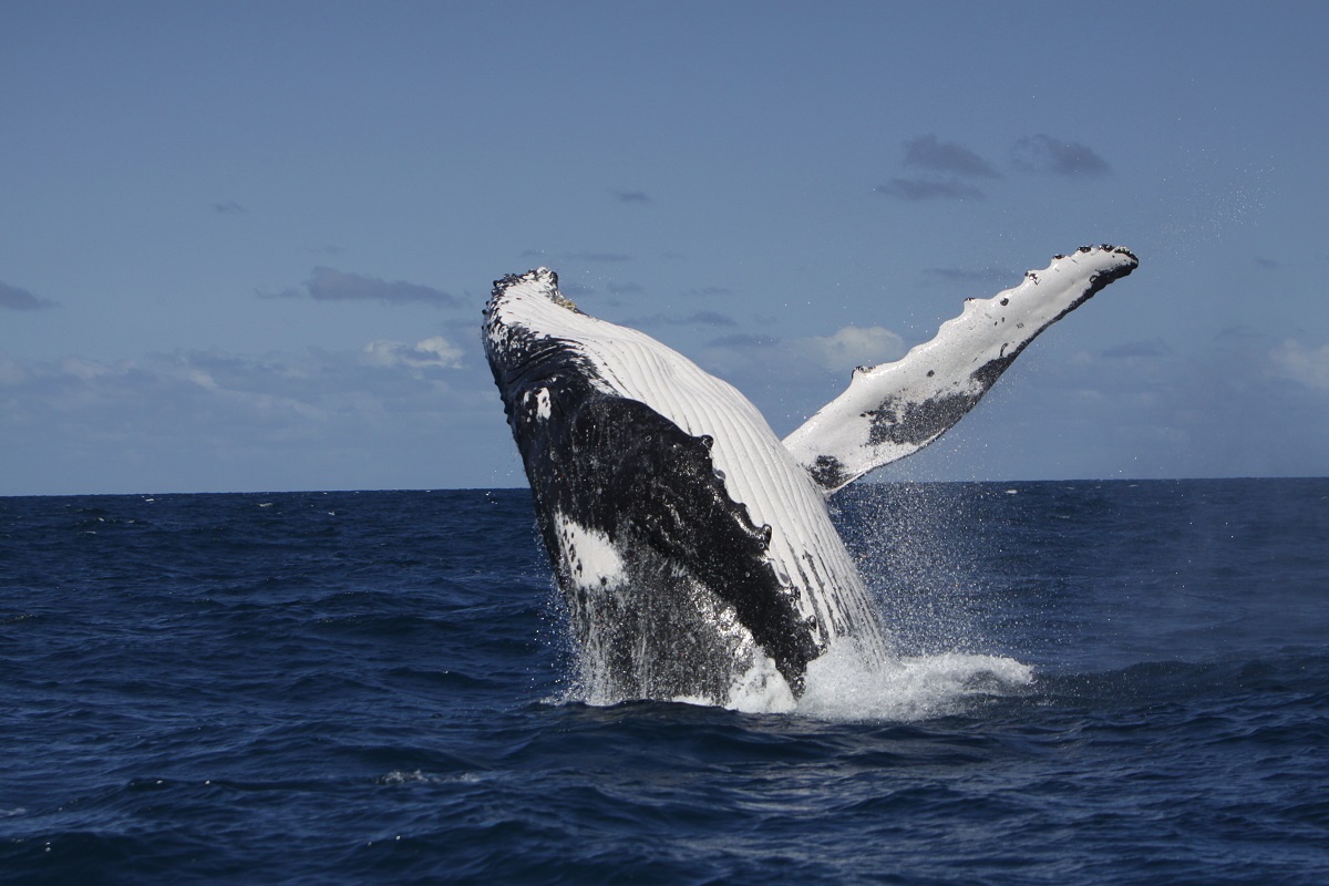 Songs are Being Learned by Whales on Shared Migration