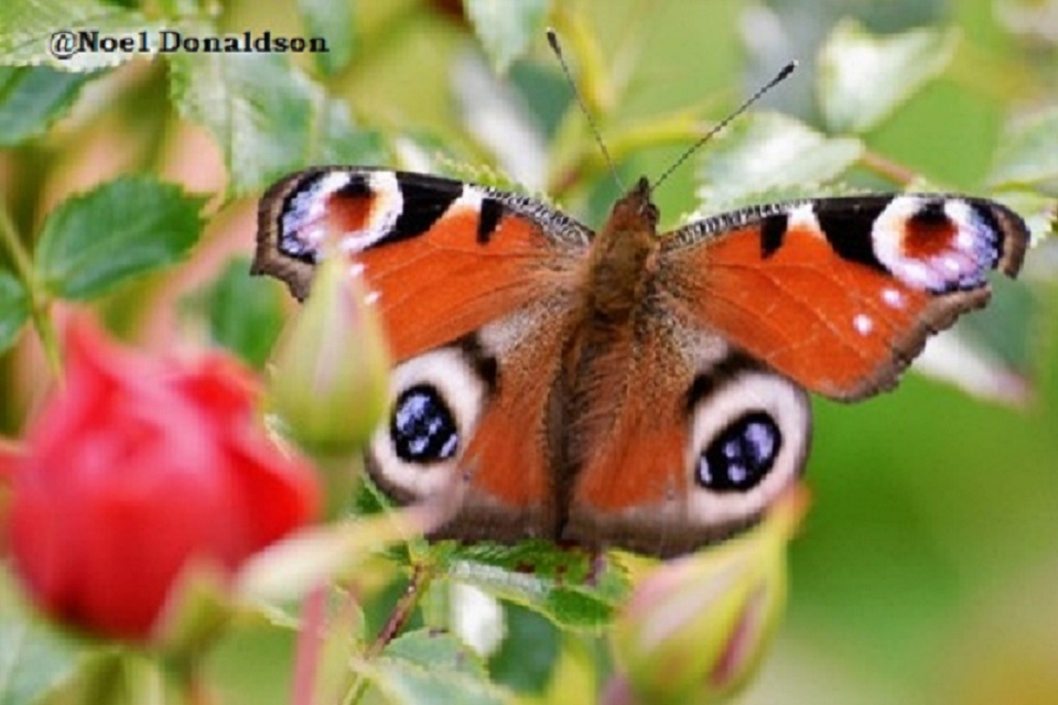 Big Butterfly Count 2023:  Just 15 Minutes to take part