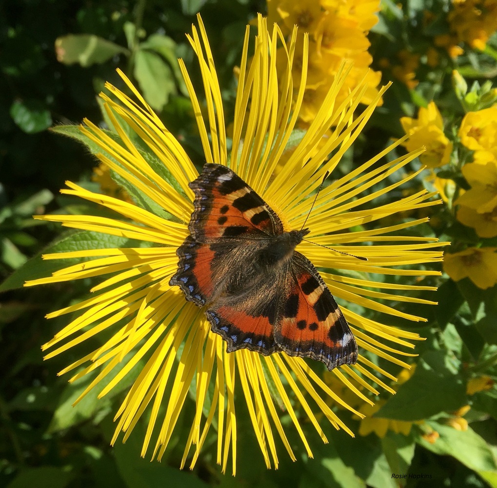 Declining Trend For Our Butterflies