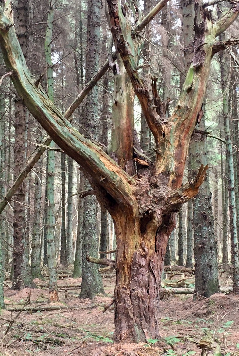 Orpheus : Images by Rosie Hopkins