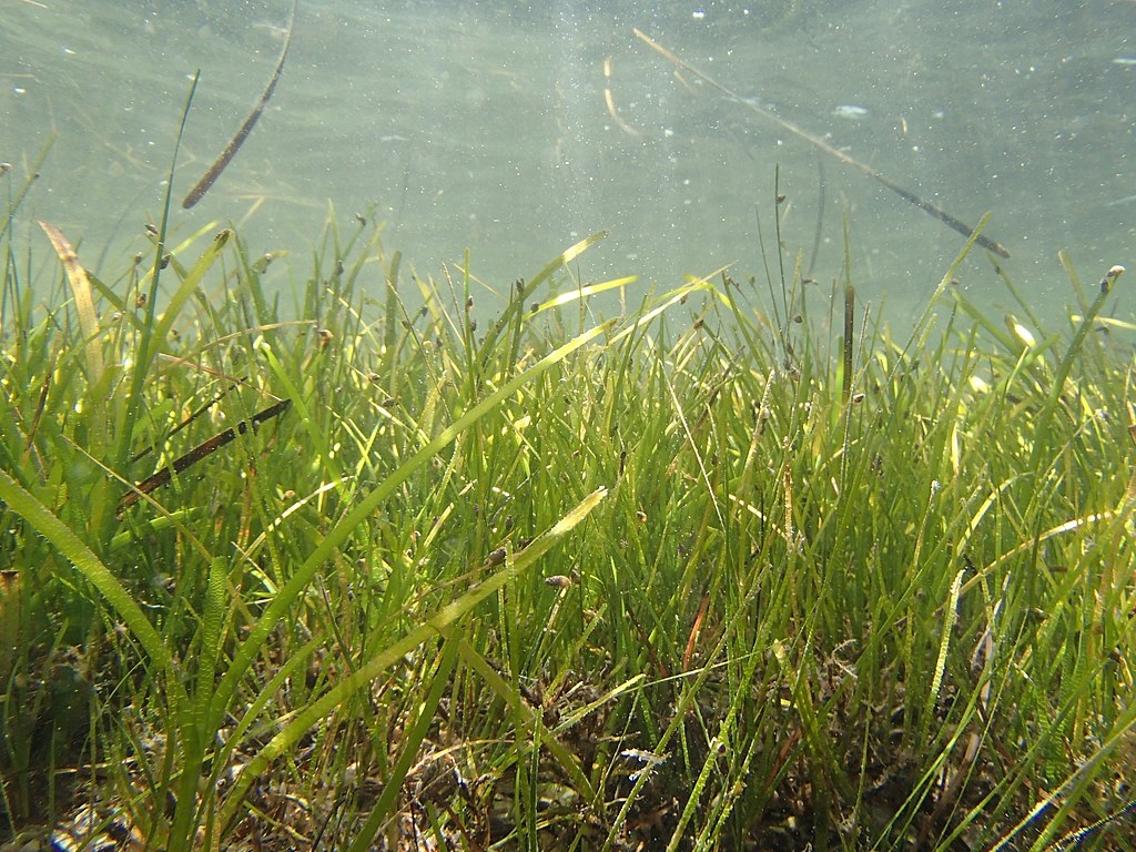 The True Value of Seagrass