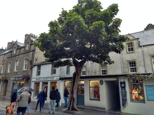 Picture of the sycamore in Kirkwall in the town's Albert street
