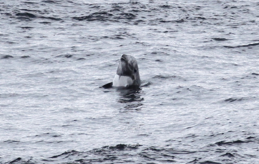 Risso’s Dolphins: Enhancing Our Understanding Through Citizen Science