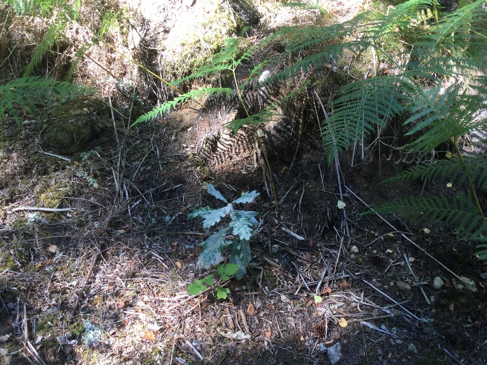tiny oak tree growing in a wood