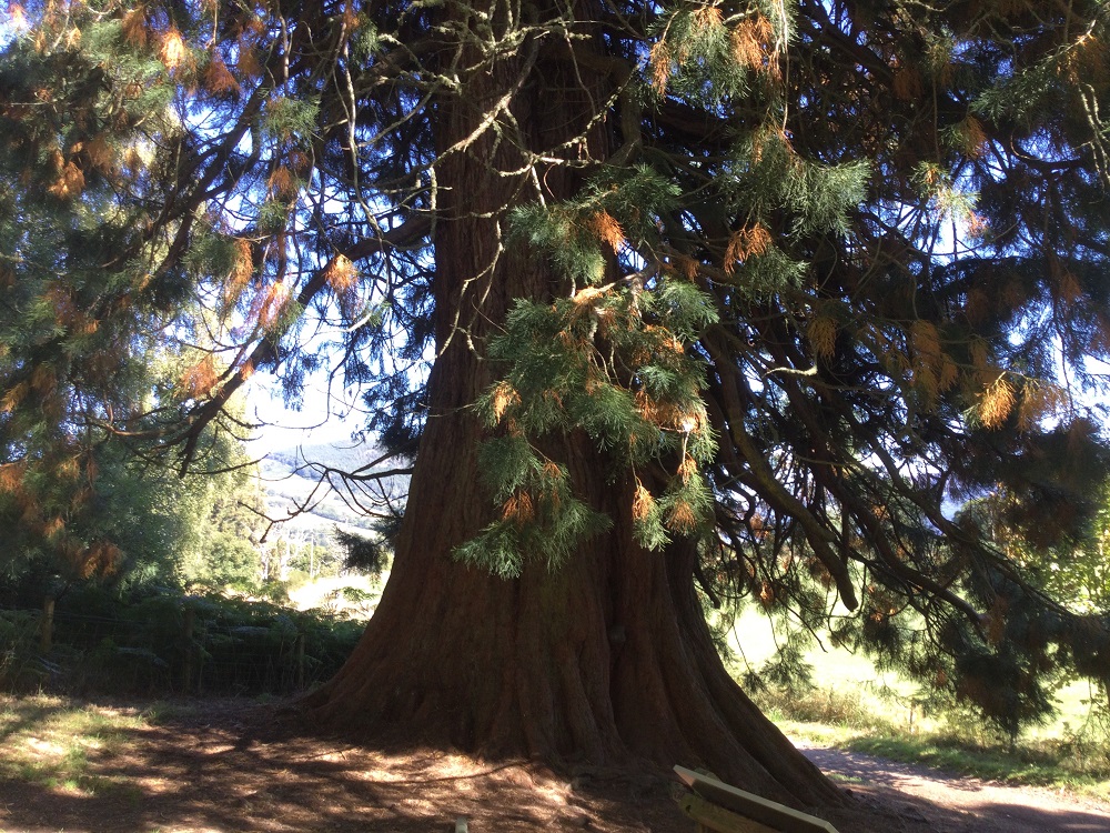 giant redwood tree in woods near Drumnadrochit Scotland