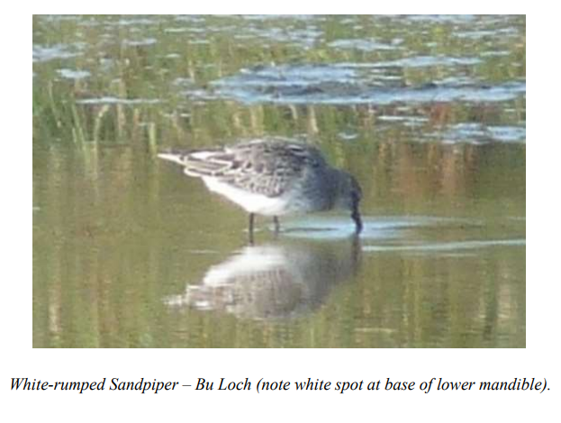 Stronsay Recent Bird Sightings