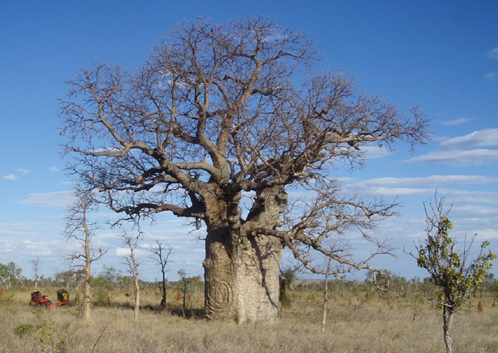 Documenting the Ancient Art in the Bark of Boab Trees
