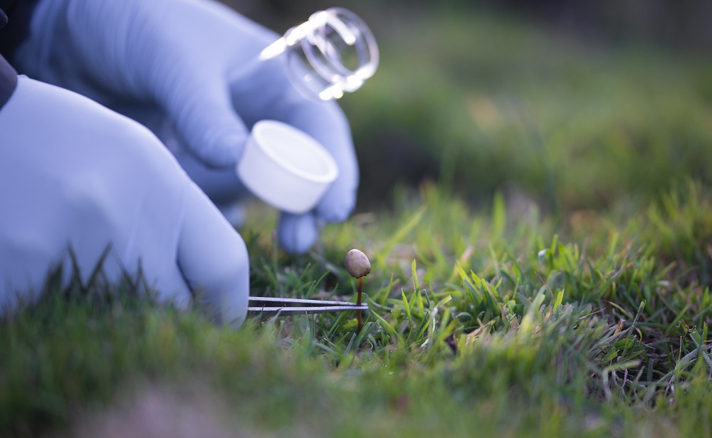 Exploring The Magic in Mushrooms