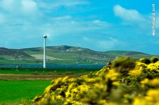 a wind turbine in the Orkney landscape with a flowering gorse bush in the foreground