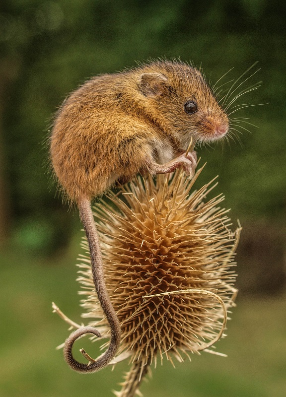 The Little Known World of The Harvest Mouse