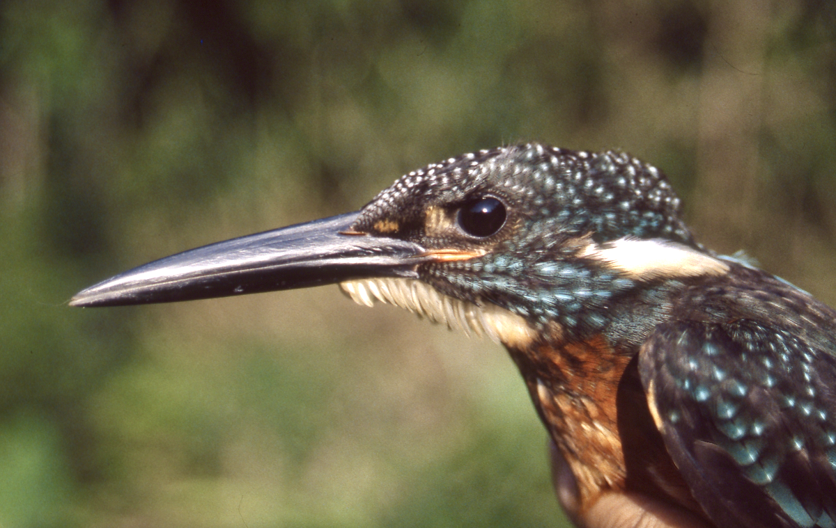 Our Most Unique Birds Threatened With Extinction