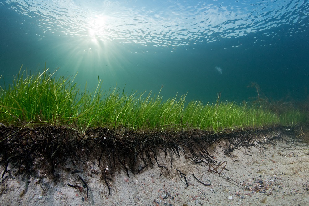 Seagrass Meadows & Preventing Coastal Erosion