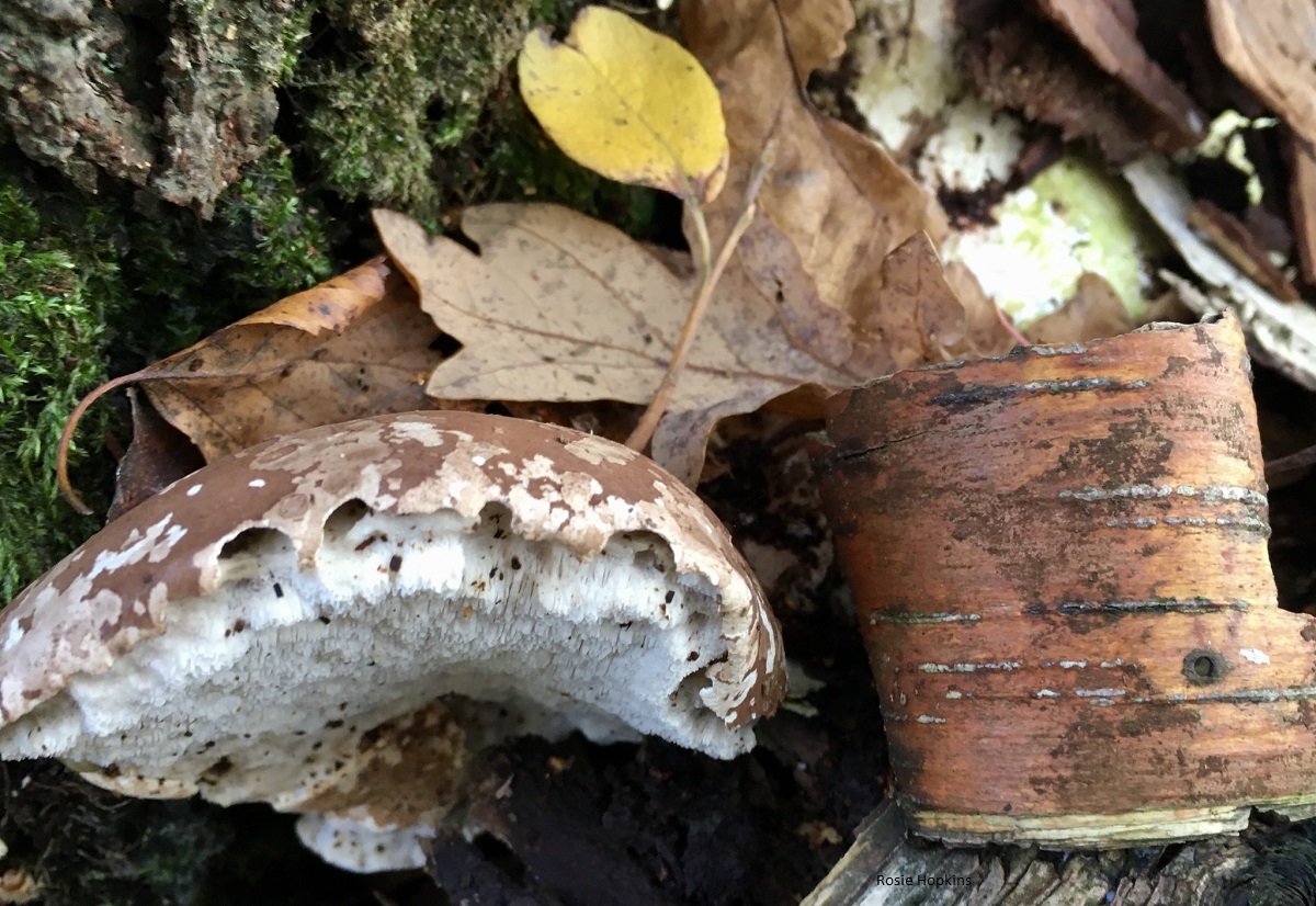 October in the Garden