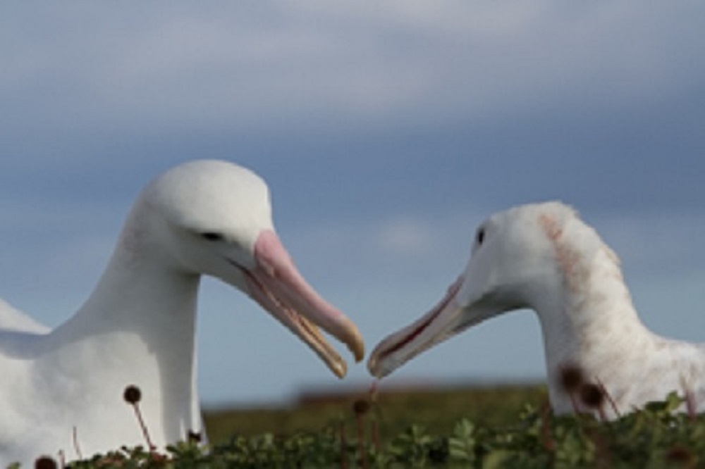 Older Couples Spend Less Time Apart, The Albatross