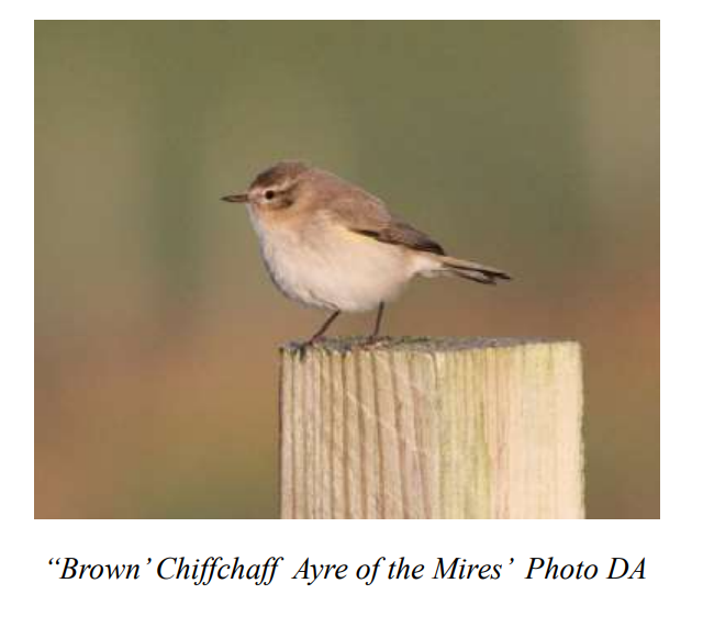 Stronsay Recent Bird Sightings