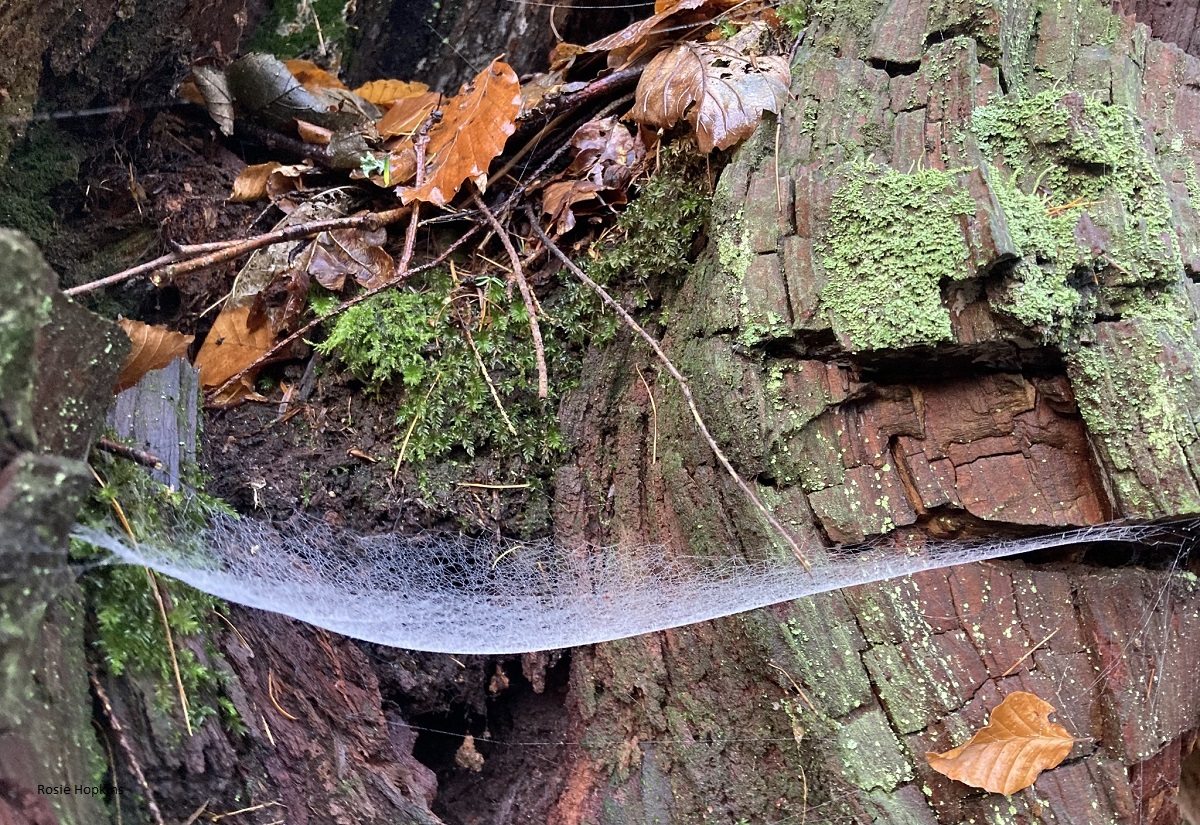 ‘The poetry of the earth is never dead’