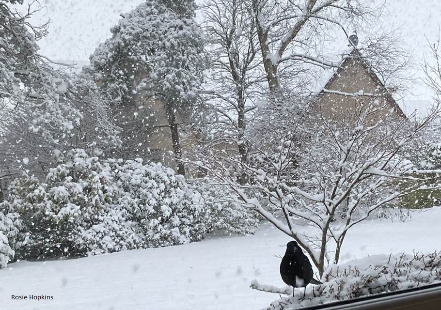 Big Garden Birdwatch 2024