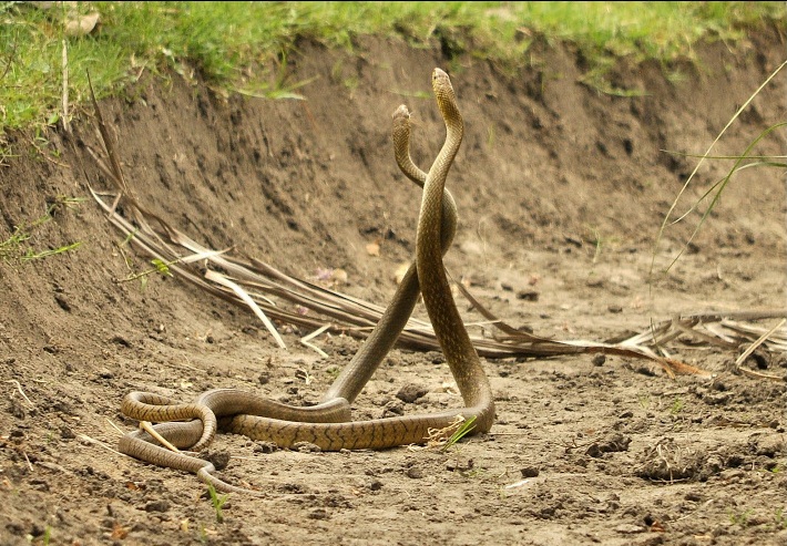 Happy Snakes