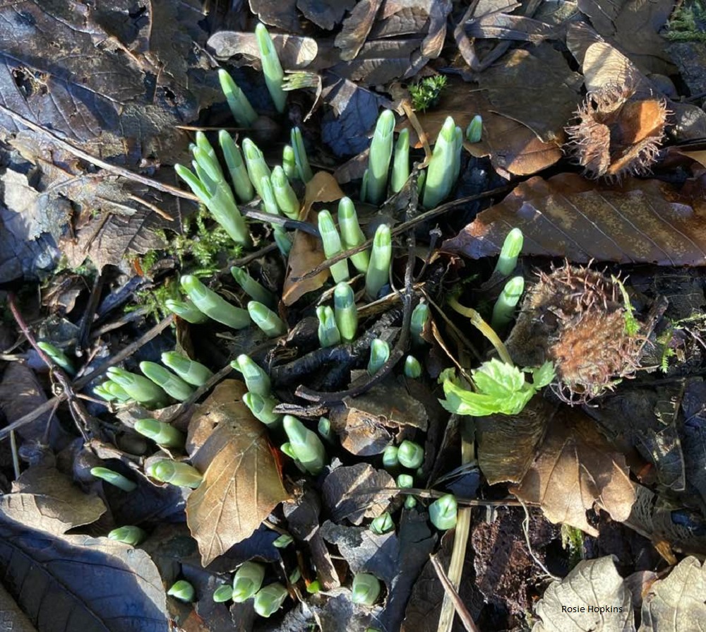 A ‘Telling of the Hidden Life’