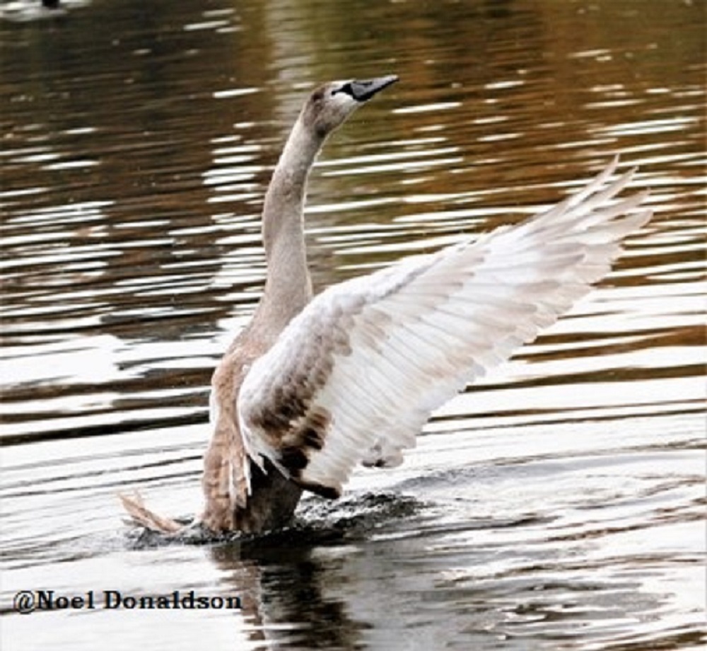 Petition Launched to Relocate Peedie Sea Fireworks to Protect Swans