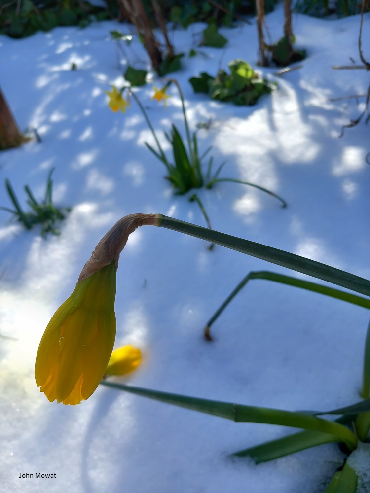 Life has been challenging for snowdrops & early daffodils over the past 2 weeks