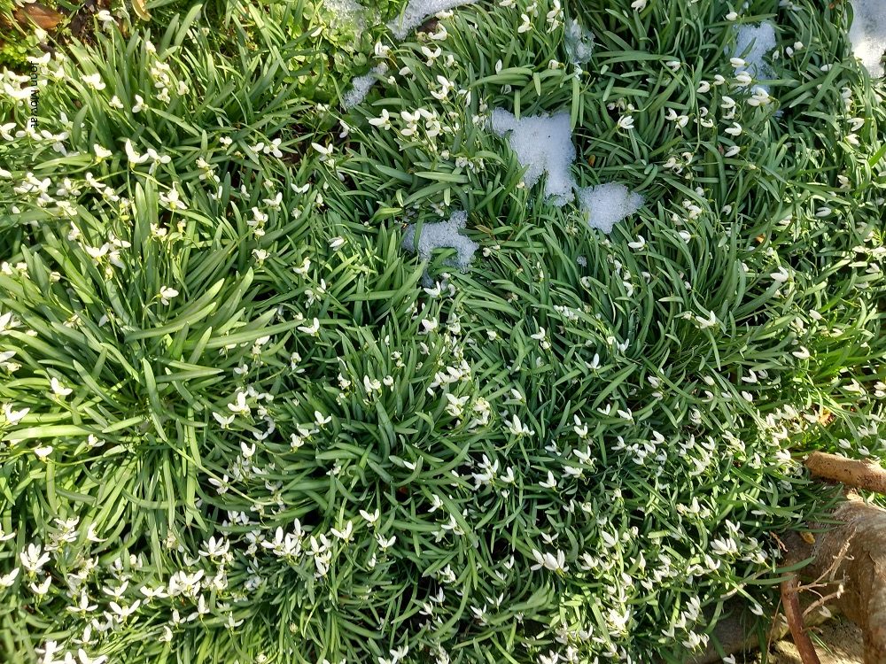 Weather Forecast: Cloudy with rain, sleet & snow