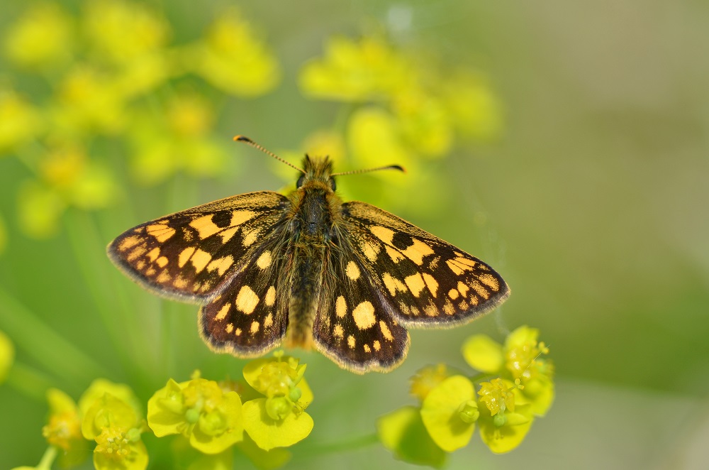 Summer 2022: Significant Impact on Some UK Butterfly Species