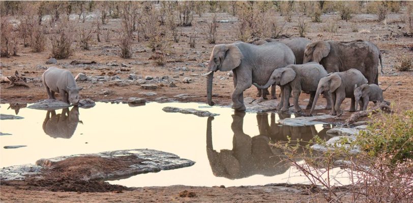 elephants near body of water