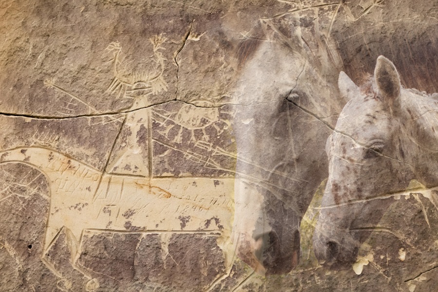 Composite photo created by University of Oklahoma graphic designer Daniel Deering. Left image: Horse and rider petroglyph at the Tolar site, located in Sweetwater County, Wyoming. This depiction was likely carved by ancestral Comanche or Shoshone people. Image credit: Pat Doak. Right: Curly mare (Rina) and her leopard-spotted foal. © Sacred Way Sanctuary.