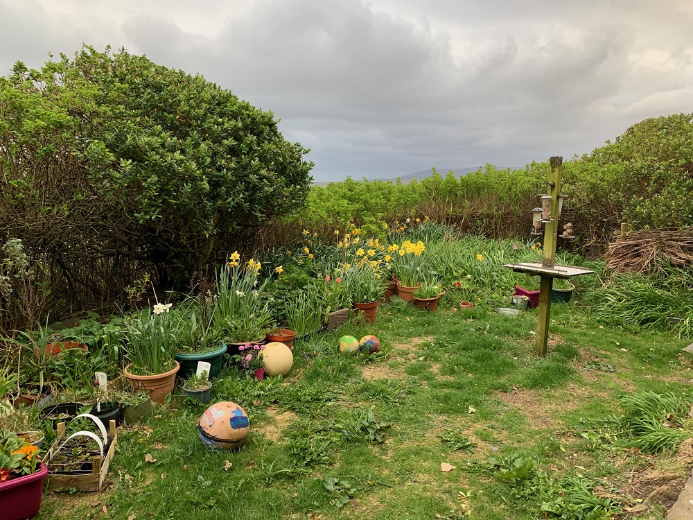 Garden Corner: by Mirran Hall