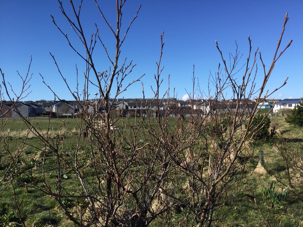 Papdale East Playpark Official Opening