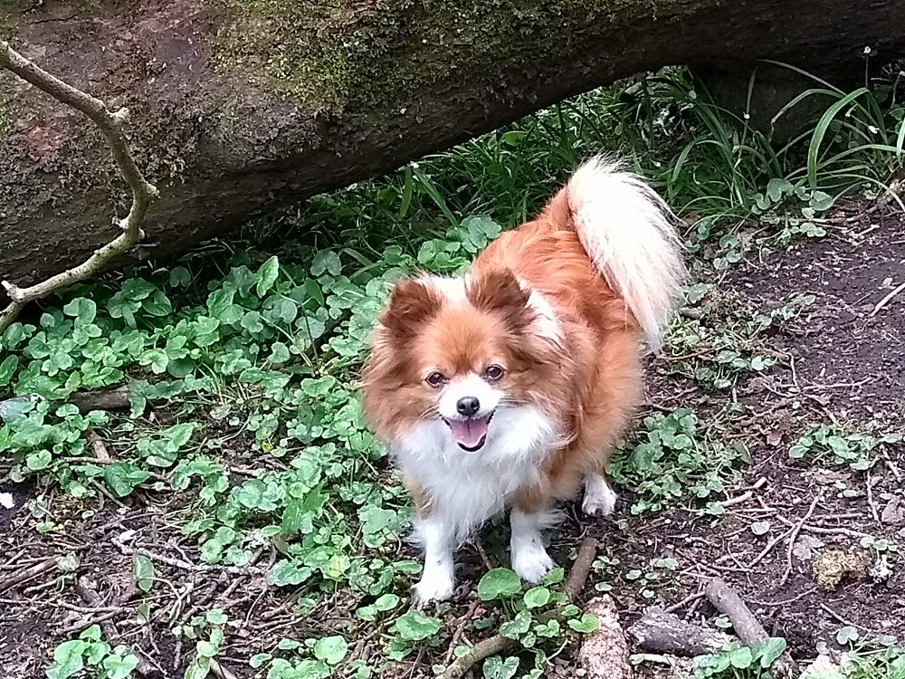 Caring for Pets in Warmer Weather